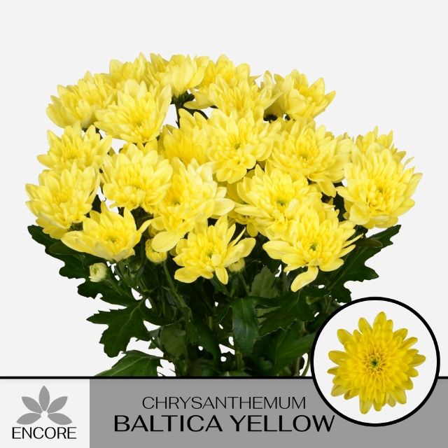 <h4>CHR T BALTICA YELLOW</h4>