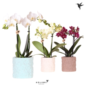 Kolibri Orchids Phalaenopsis mix 2 spike in Star Fish pot mix