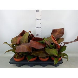 Philodendron  'Sunlight'