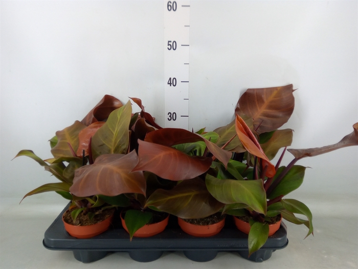 <h4>Philodendron  'Sunlight'</h4>