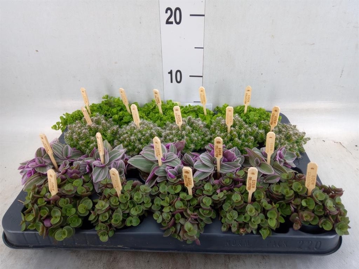 <h4>Planten  ..mix</h4>