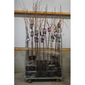 Prunus 'Accolade' 120ST