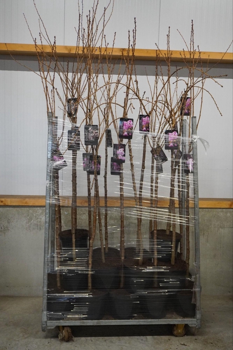 <h4>Prunus 'Accolade' 120ST</h4>