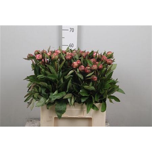 Paeo Gardenia
