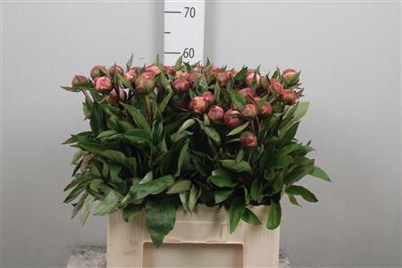 <h4>Paeo Gardenia</h4>