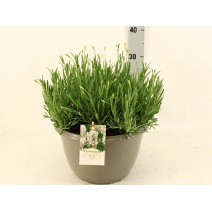 LAVAN AN AROMA WHITE