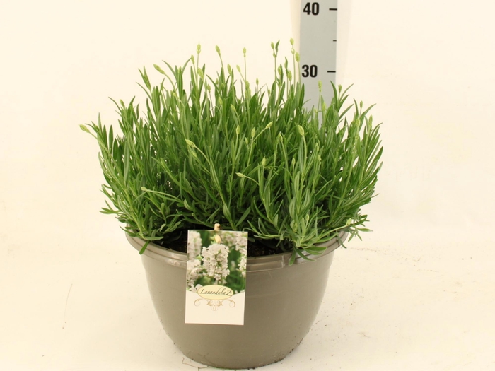 <h4>LAVAN AN AROMA WHITE</h4>