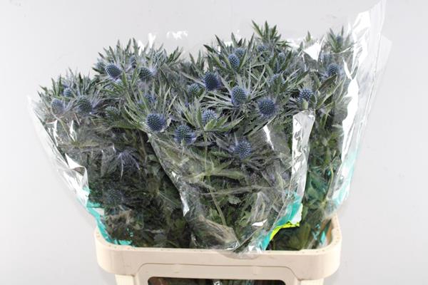 <h4>Eryng Orion L 80</h4>