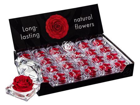 <h4>Display Jewel Red02</h4>