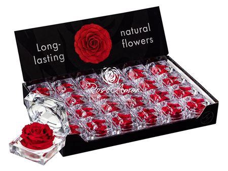 <h4>Display Jewel Red02</h4>