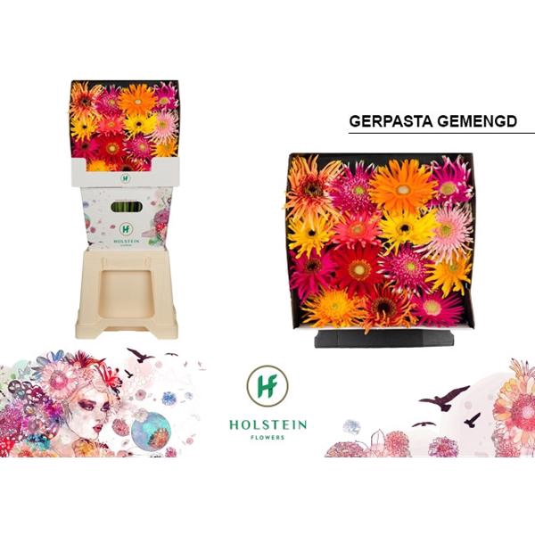 <h4>Ge Gr Mix Pasta Diamond Holstein</h4>