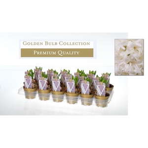 Hyacinthus orientalis 'White Pearl