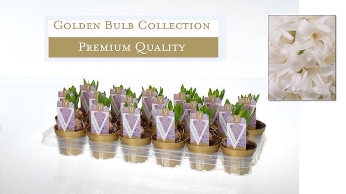 <h4>Hyacinthus orientalis 'White Pearl</h4>