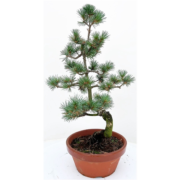 <h4>pinus pentaphylla parviflora</h4>