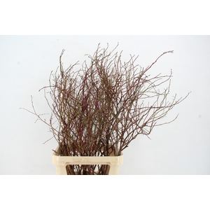 VACCINIUM(BOSBES) ROOD PER STEM 100/120CM