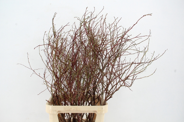 <h4>VACCINIUM(BOSBES) ROOD PER STEM 100/120CM</h4>