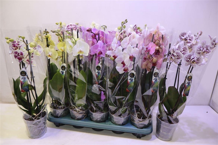 <h4>arr8 Phal Gem 5 Kl</h4>