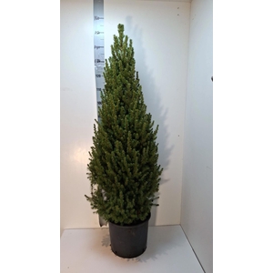 PICEA GL CONICA