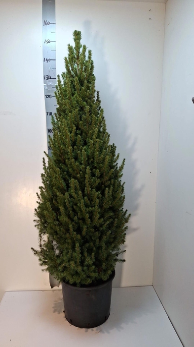 <h4>PICEA GL CONICA</h4>