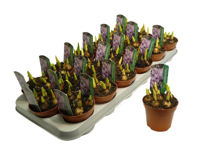 <h4>Chionodoxa Rosea</h4>