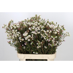 Chamelaucium Moonlight Delight