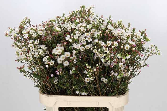 <h4>Chamelaucium Moonlight Delight</h4>