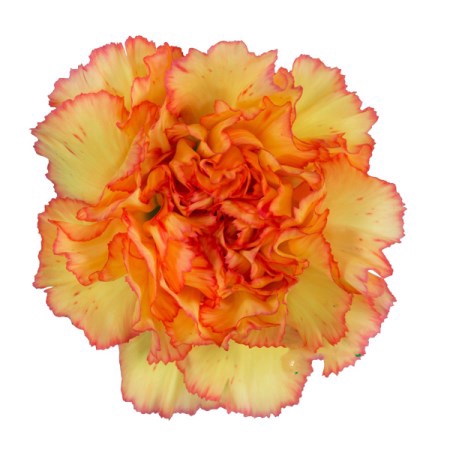 <h4>Dianthus St Boiro</h4>