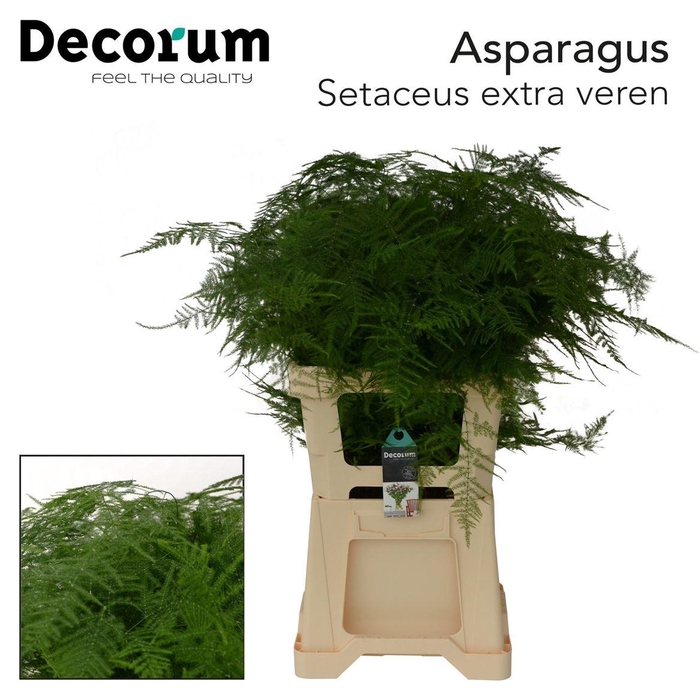 <h4>Asparagus Setac Extra Veren</h4>