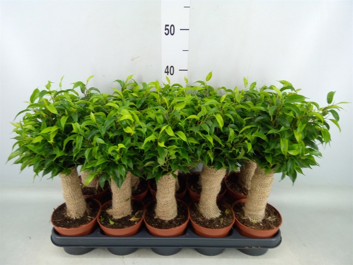 <h4>Ficus benja. 'Natasja'</h4>