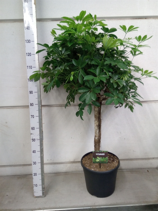 <h4>Schefflera arbor. 'Compacta'</h4>