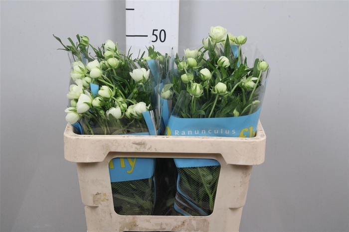 <h4>Ran Butterfly Ninos</h4>