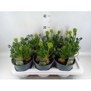 Albuca spiralis 'Frizzle Sizzle'