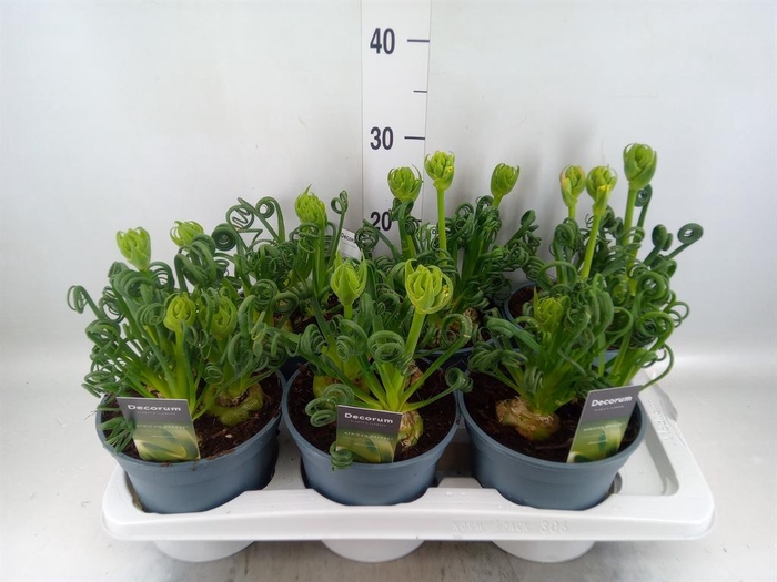 <h4>Albuca spiralis 'Frizzle Sizzle'</h4>