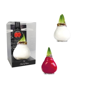Amaryllis Red Gloss II Mix Plastic