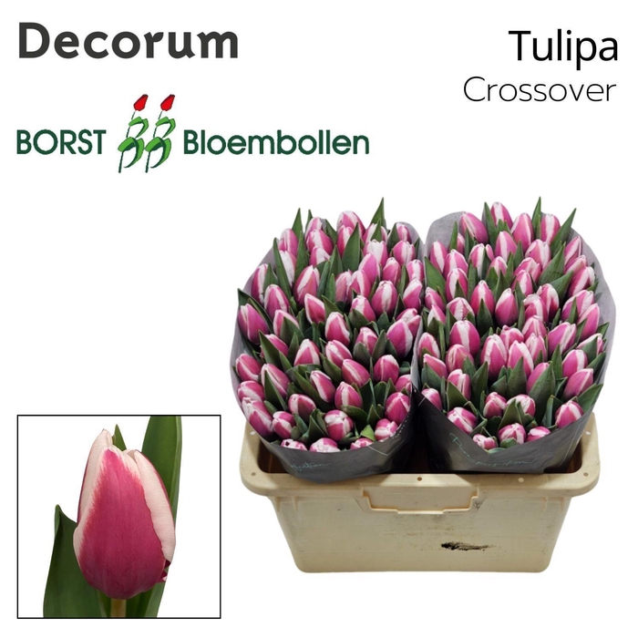 <h4>TU EN CROSSOVER</h4>