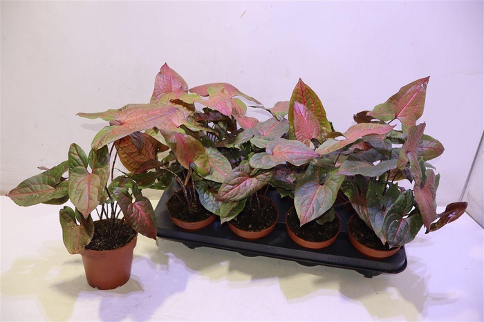 <h4>Cyrto Johnstonii</h4>