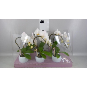 Phalaenopsis   ...white