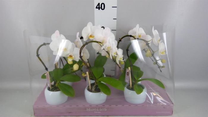<h4>Phalaenopsis   ...white</h4>
