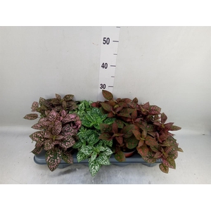 Hypoestes phyllo. 'Confetti C' .mix