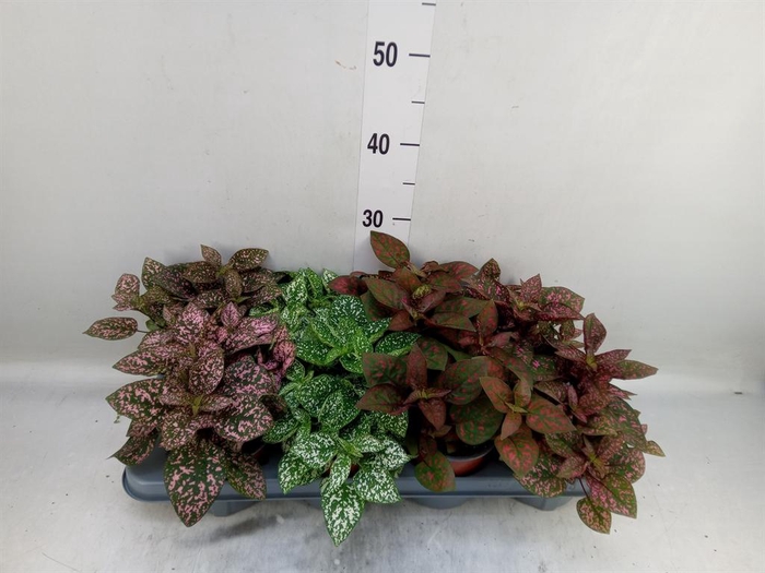 <h4>Hypoestes phyllo. 'Confetti C' .mix</h4>
