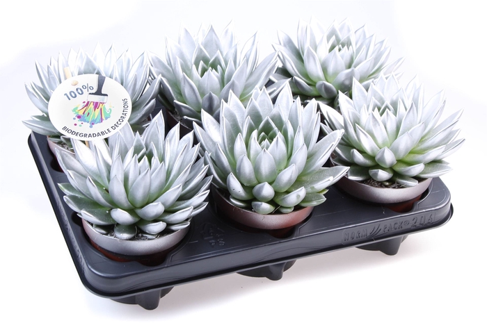 <h4>Echeveria  'Miranda'</h4>