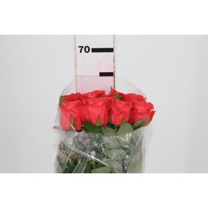 ROSA ROCKSTAR 060 CM ESTUFA