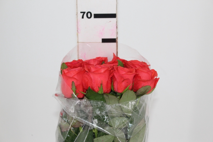 <h4>ROSA ROCKSTAR 060 CM ESTUFA</h4>