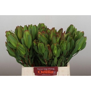 LEUCAD LAUREL YELLOW