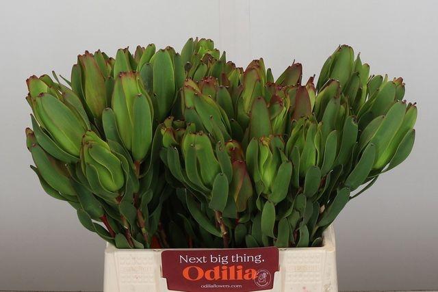 <h4>LEUCAD LAUREL YELLOW</h4>