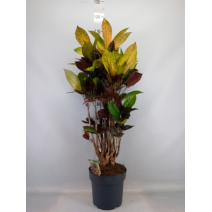 Codiaeum var. KL 'Mrs Iceton'