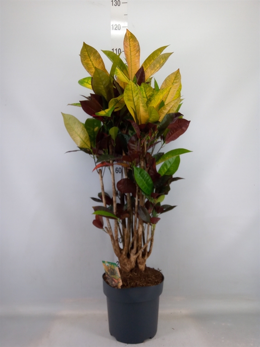 <h4>Codiaeum var. KL 'Mrs Iceton'</h4>