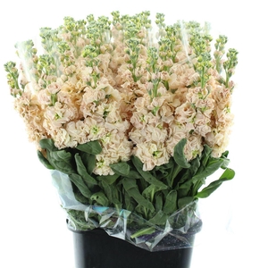 Matthiola Incana Apricot