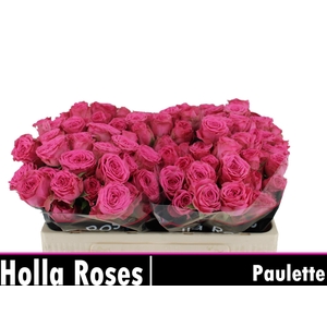 R TR PAULETTE!