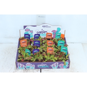 CARNIVORA DIONAEA FLEXX P09